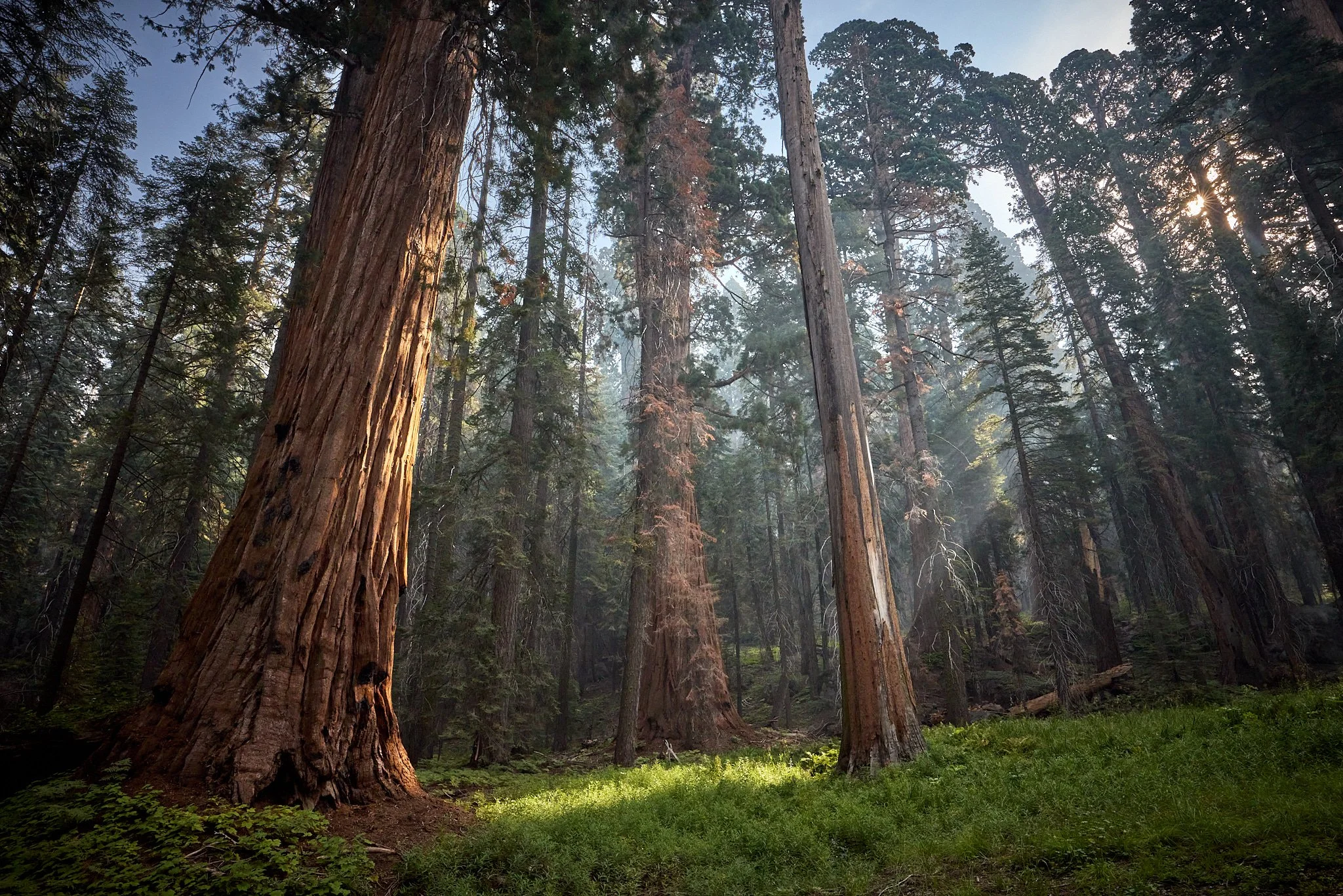 Gallery 3 — Ancient Forest Society